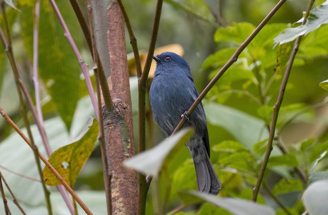 Nilgiri Flycatcher — photographed by Sayantan Ghosh