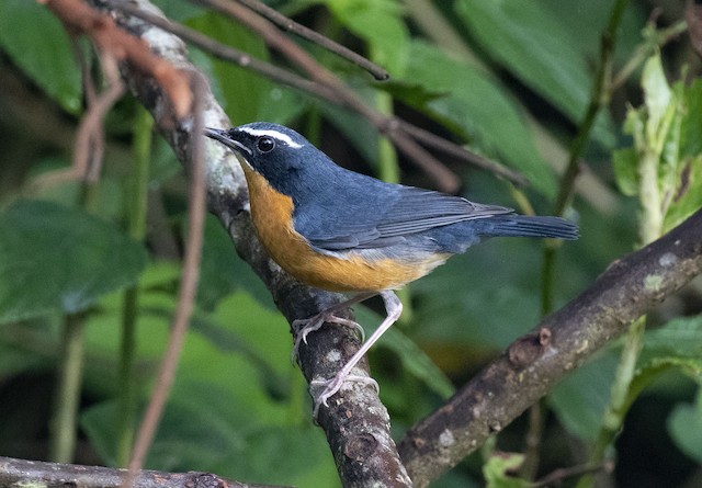 Indian Blue Robin — photographed by Sayantan Ghosh