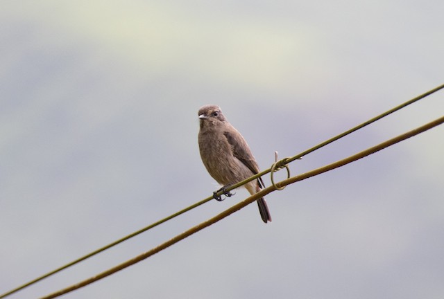 Pied Bushchat — photographed by Sayantan Ghosh