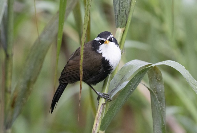 Indian Scimitar-Babbler — photographed by Sayantan Ghosh
