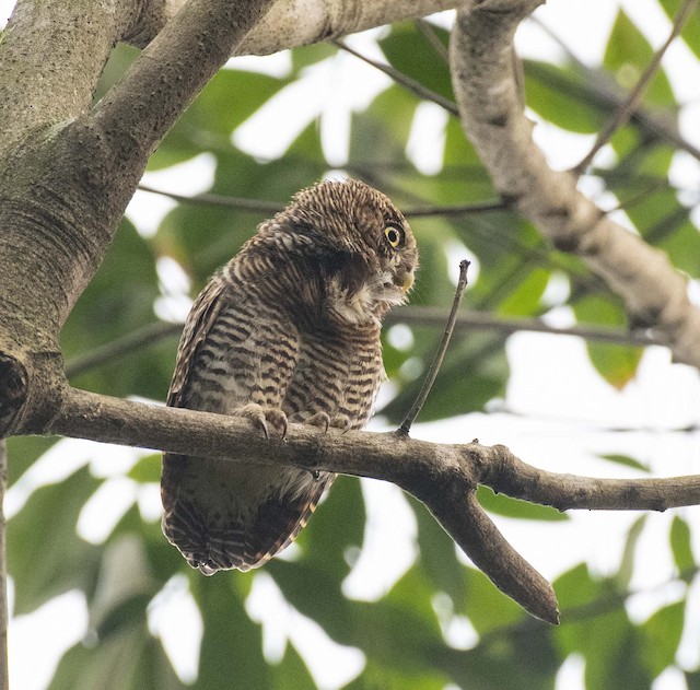 Jungle Owlet — photographed by Sayantan Ghosh
