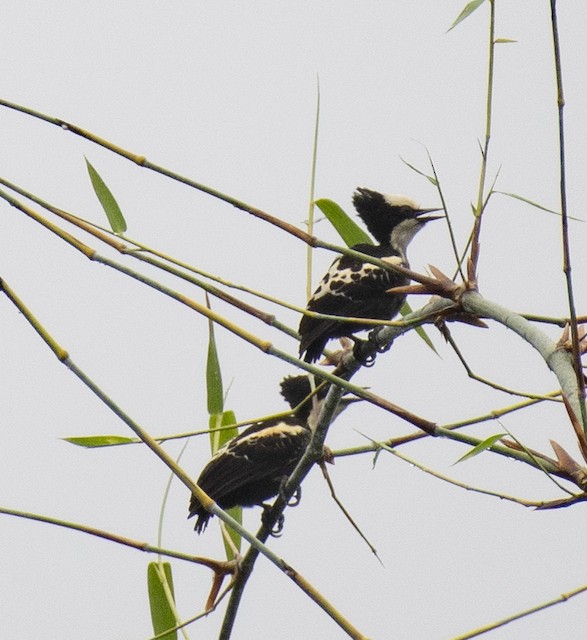 Heart-spotted Woodpecker — photographed by Sayantan Ghosh