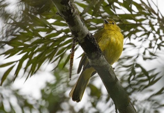 Yellow-browed Bulbul — photographed by Sayantan Ghosh