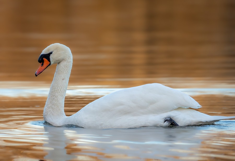 swan sp. - eBird