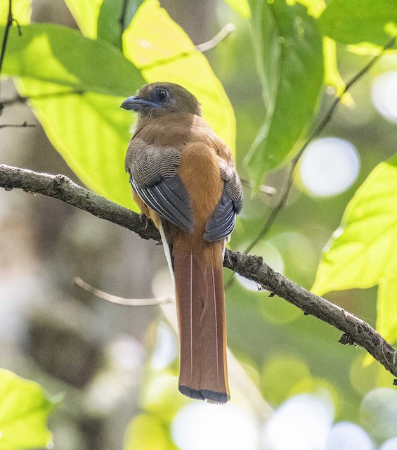 Malabar Trogon — photographed by Sayantan Ghosh