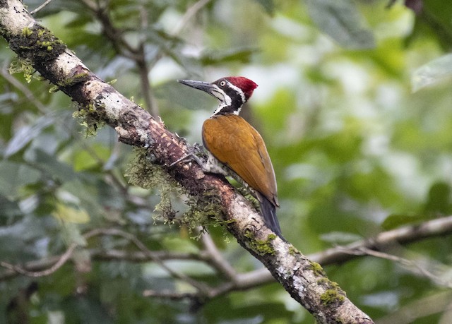 Malabar Flameback — photographed by Sayantan Ghosh