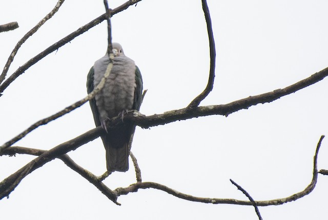 Green Imperial-Pigeon — photographed by Sayantan Ghosh