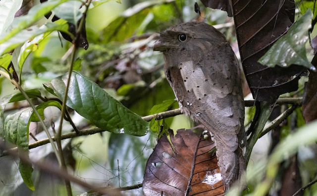 Sri Lanka Frogmouth — photographed by Sayantan Ghosh