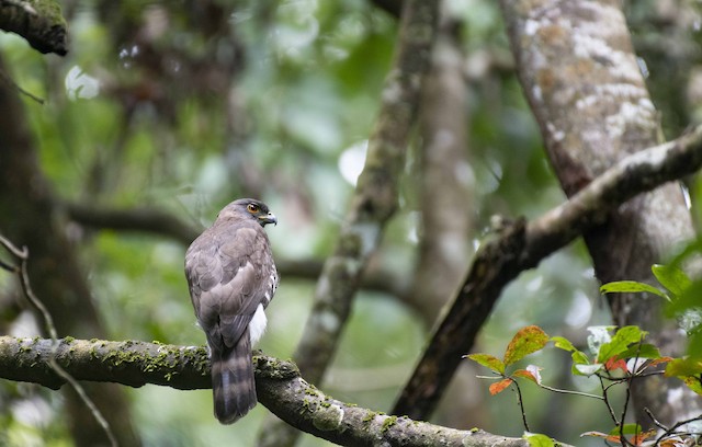 Crested Goshawk — photographed by Sayantan Ghosh