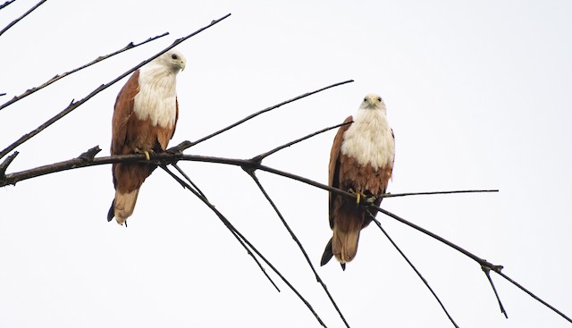 Brahminy Kite — photographed by Sayantan Ghosh