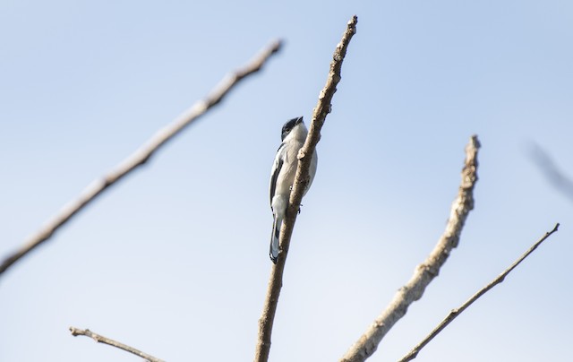 Bar-winged Flycatcher-shrike — photographed by Sayantan Ghosh
