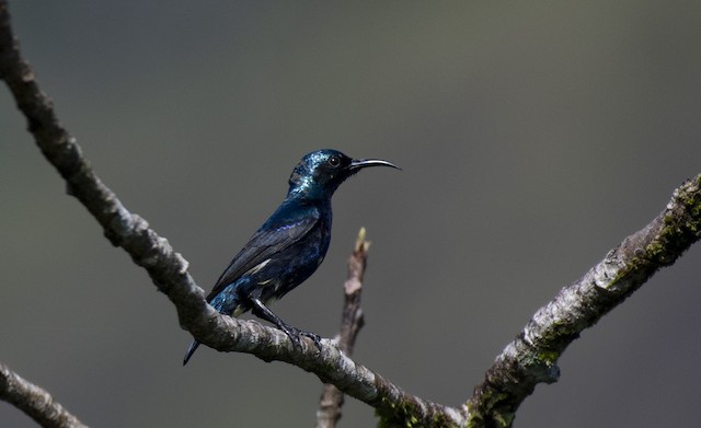 Purple Sunbird — photographed by Sayantan Ghosh