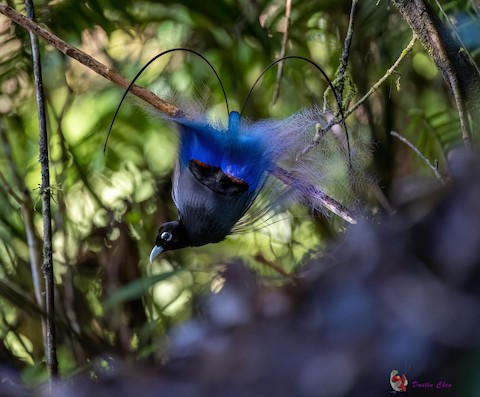 Blue Birds Of Paradise
