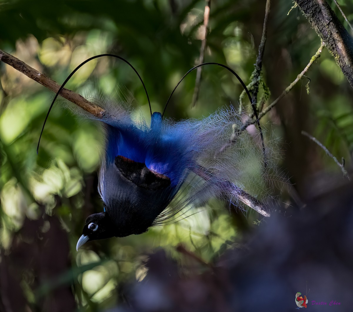 Blue Bird-of-Paradise - ML531779781