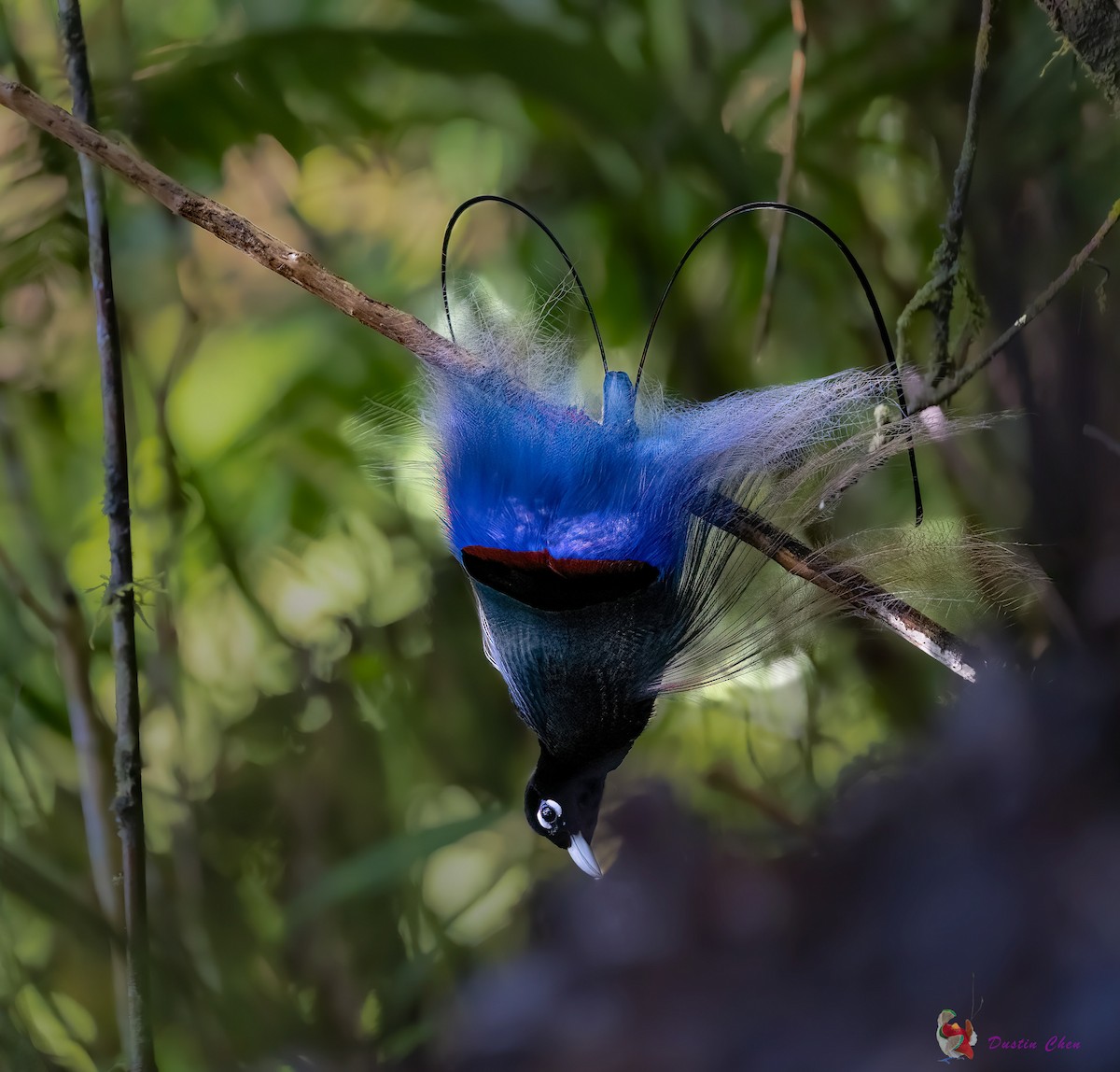 Blue Bird-of-Paradise - ML531779791