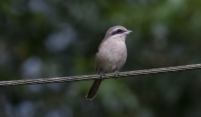 Brown Shrike — photographed by Sayantan Ghosh