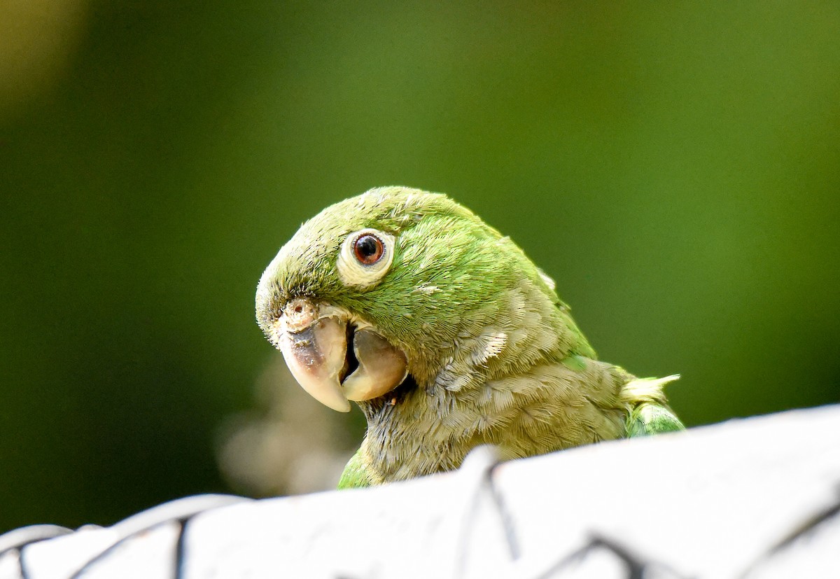 Olive-throated Parakeet (Aztec) - Celeste Morien