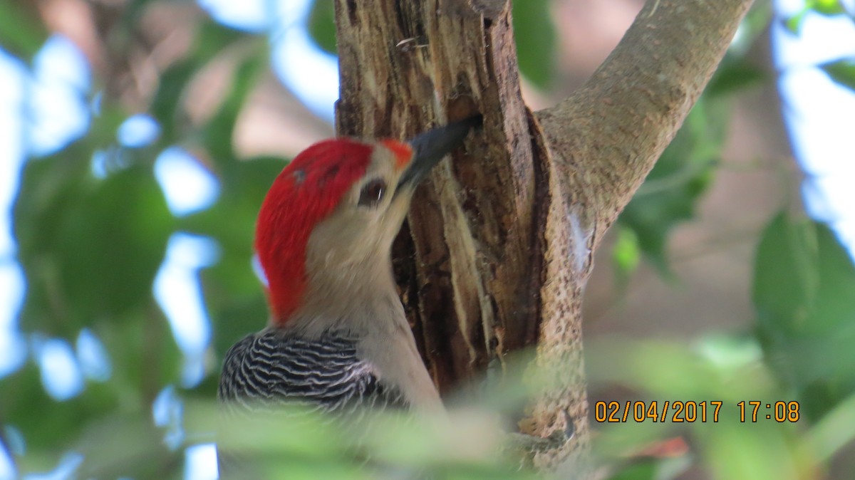 Golden-fronted Woodpecker - ML53178501