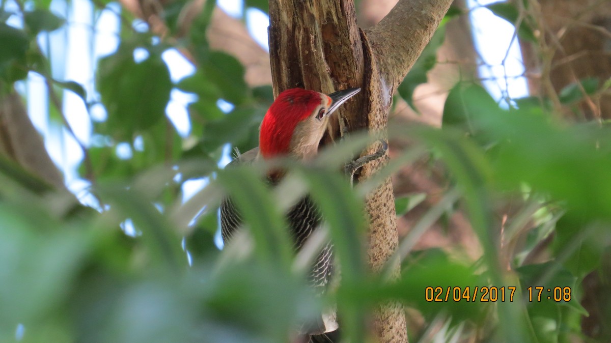 Golden-fronted Woodpecker - ML53178551