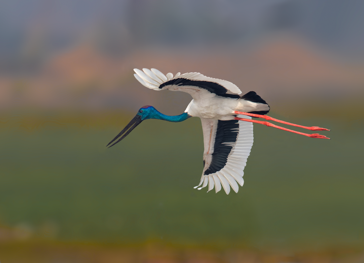 Black-necked Stork - Vinod Ooralath Sivaji