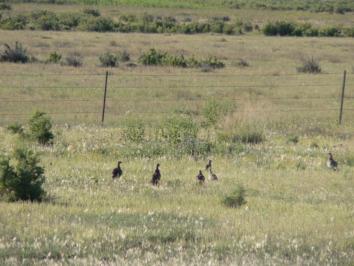 Greater Sage-Grouse - Nicholas Sly
