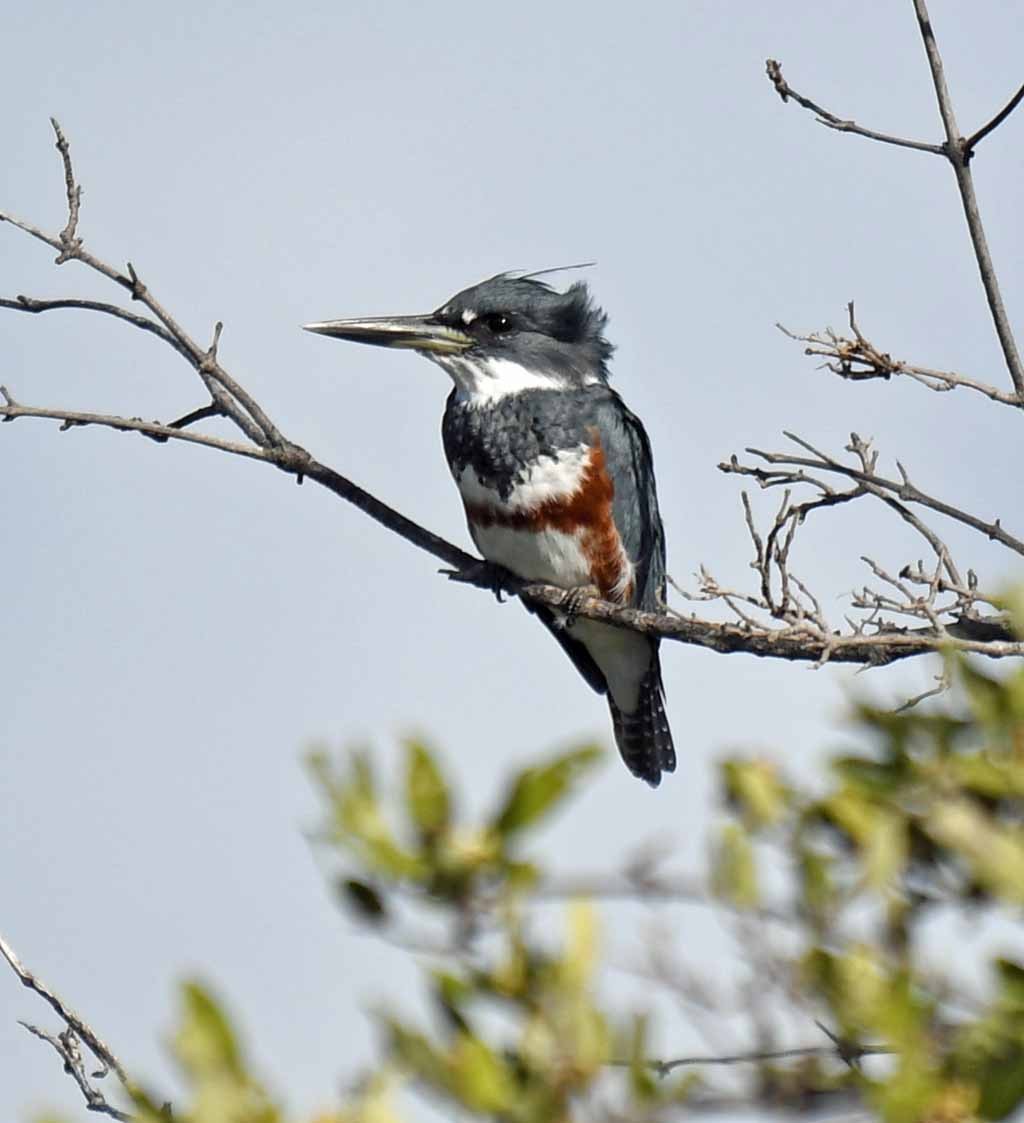 Belted Kingfisher - ML531786841