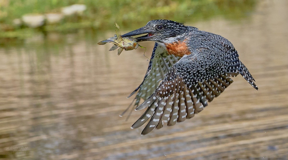 Giant Kingfisher - nigel pitt
