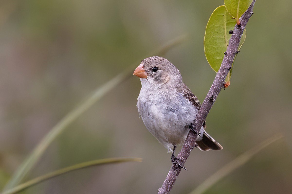 White-throated Seedeater - ML531789371