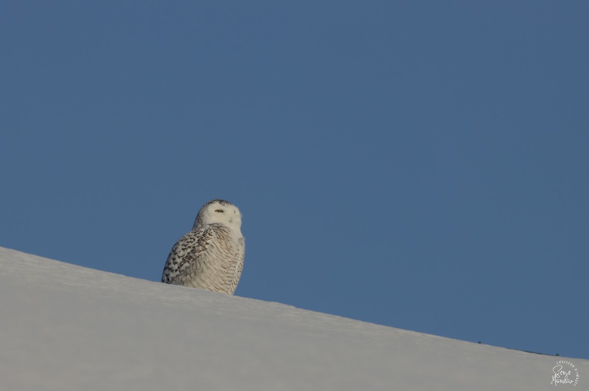 Snowy Owl - Serge Morneau