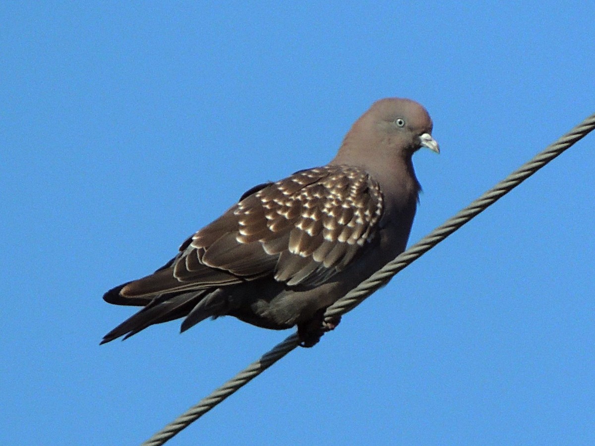 Spot-winged Pigeon - ML531793561