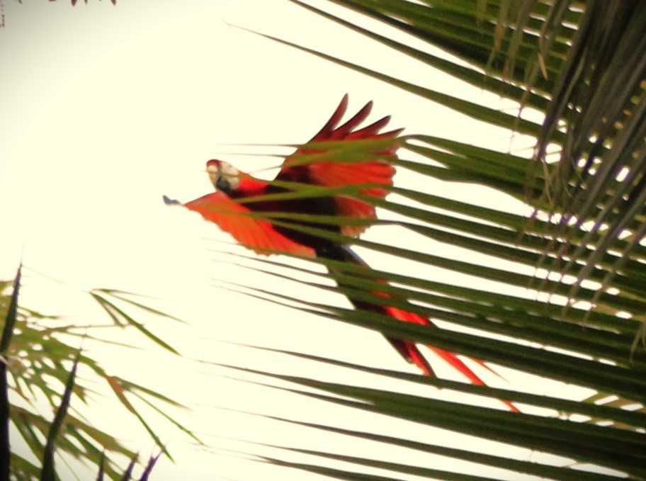 Scarlet Macaw - ML531794401