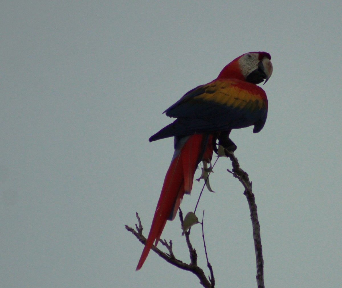 Scarlet Macaw - ML531794411