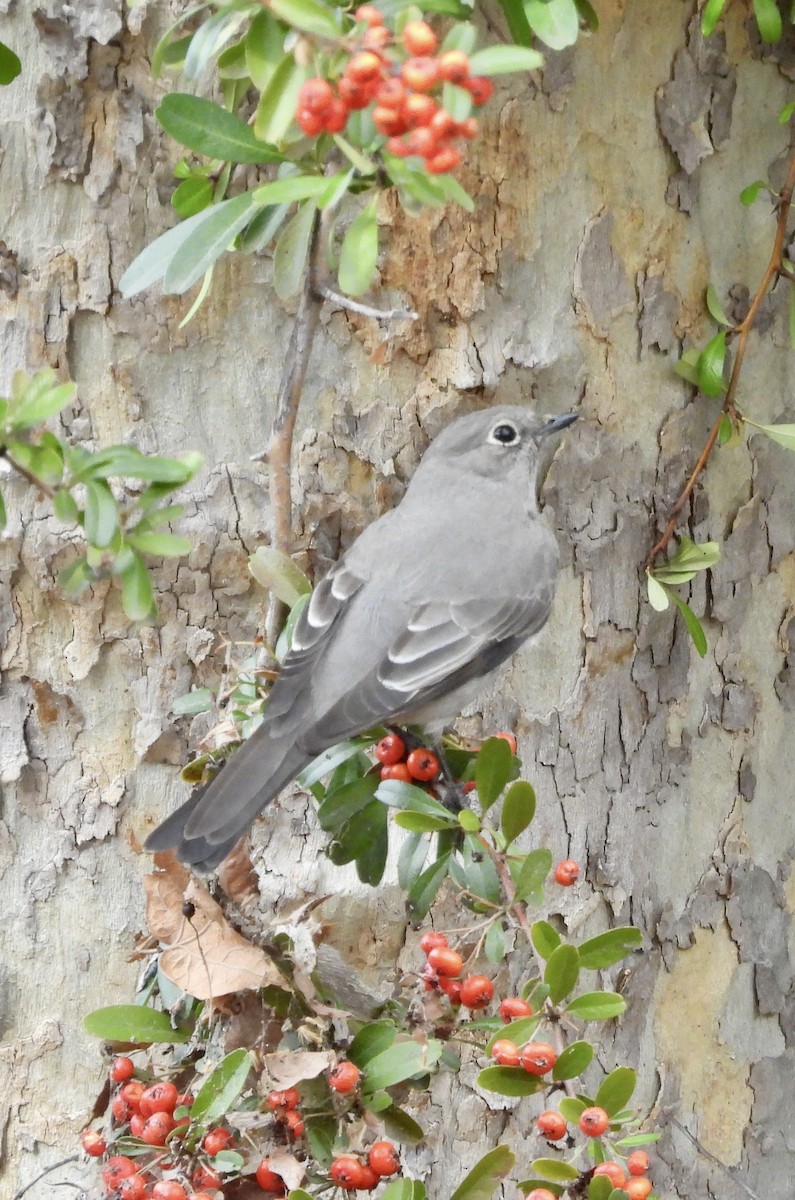 Townsend's Solitaire - ML531796301