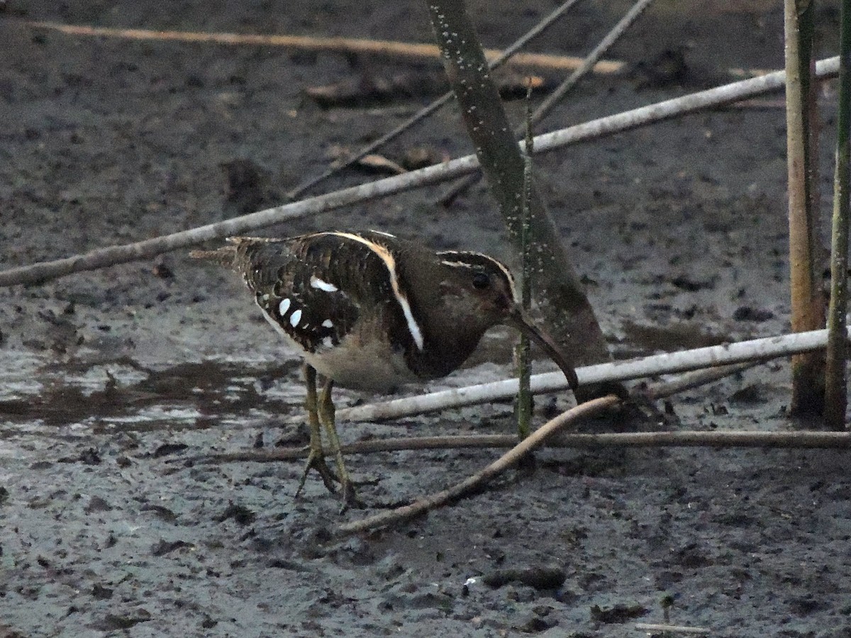 South American Painted-Snipe - ML531796781