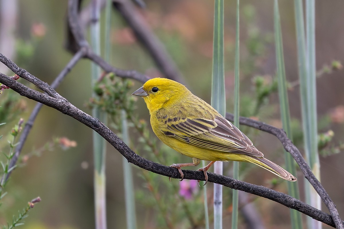 Stripe-tailed Yellow-Finch - ML531800121