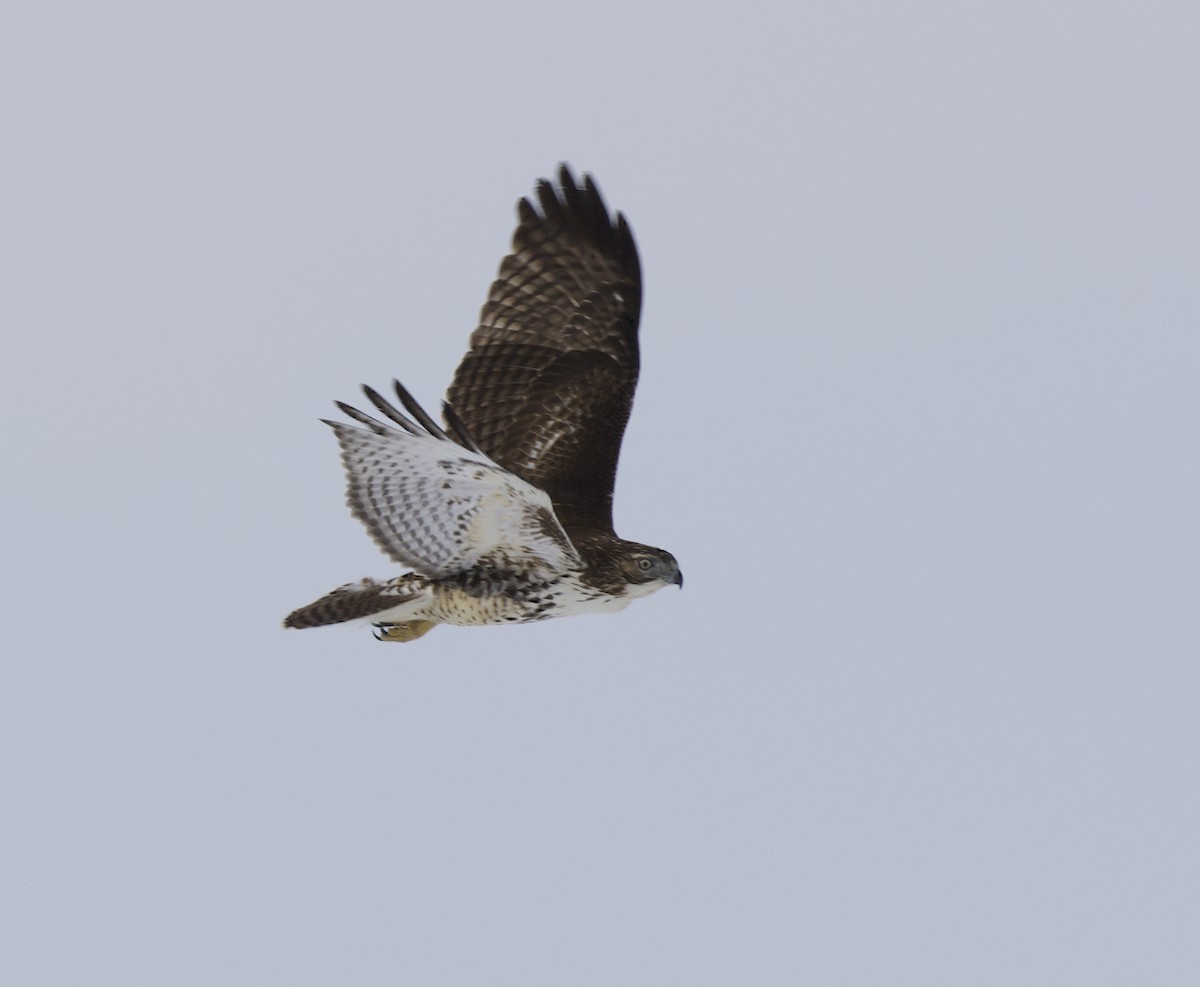 Red-tailed Hawk - ML531801031