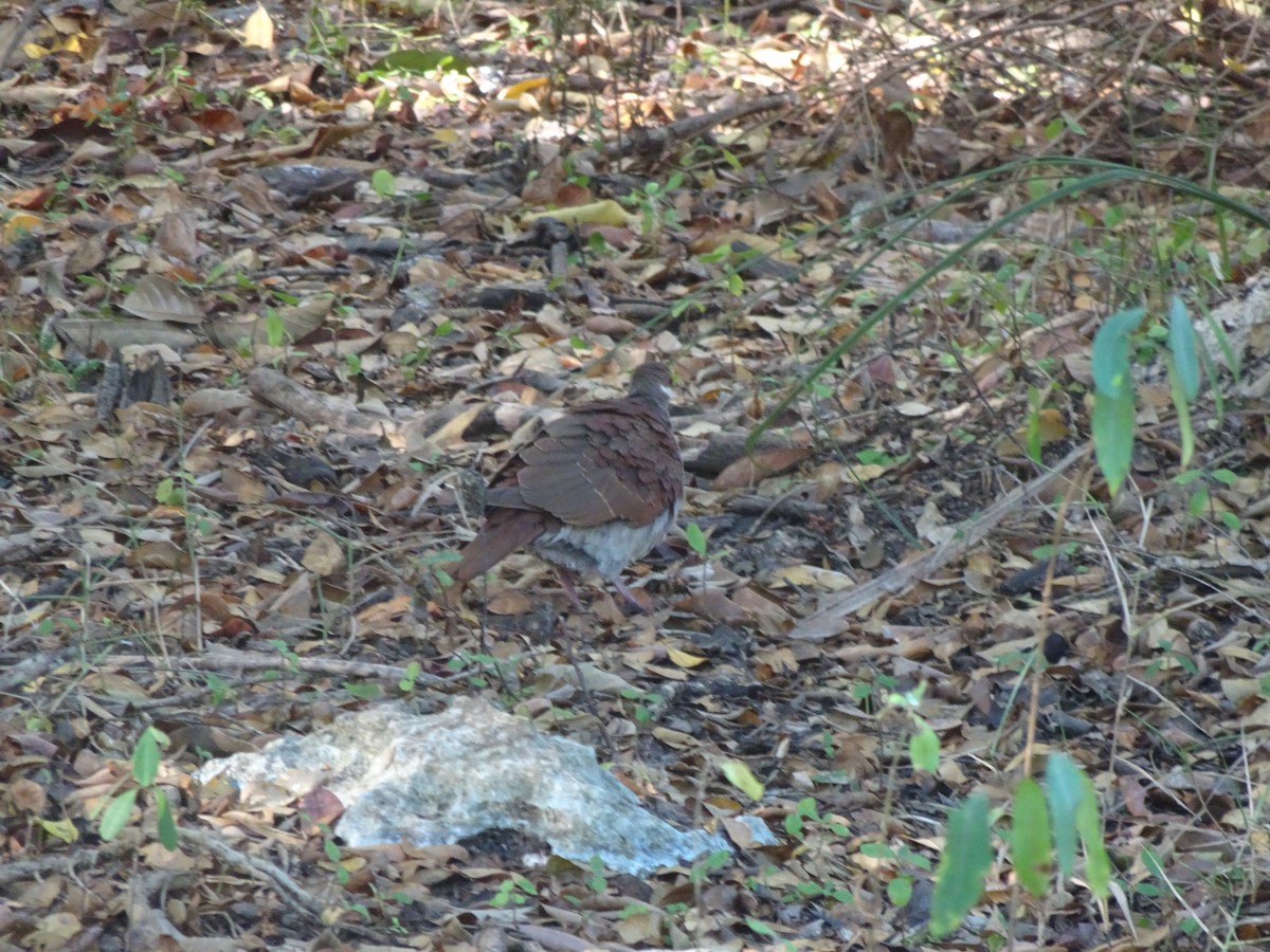 quail-dove sp. - ML531801541