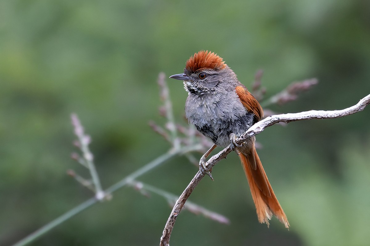 Sooty-fronted Spinetail - ML531801891