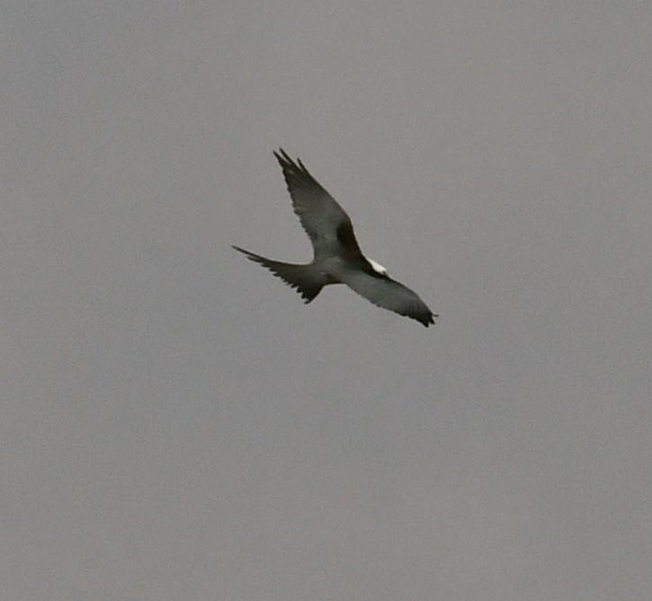 Swallow-tailed Kite - ML53180191