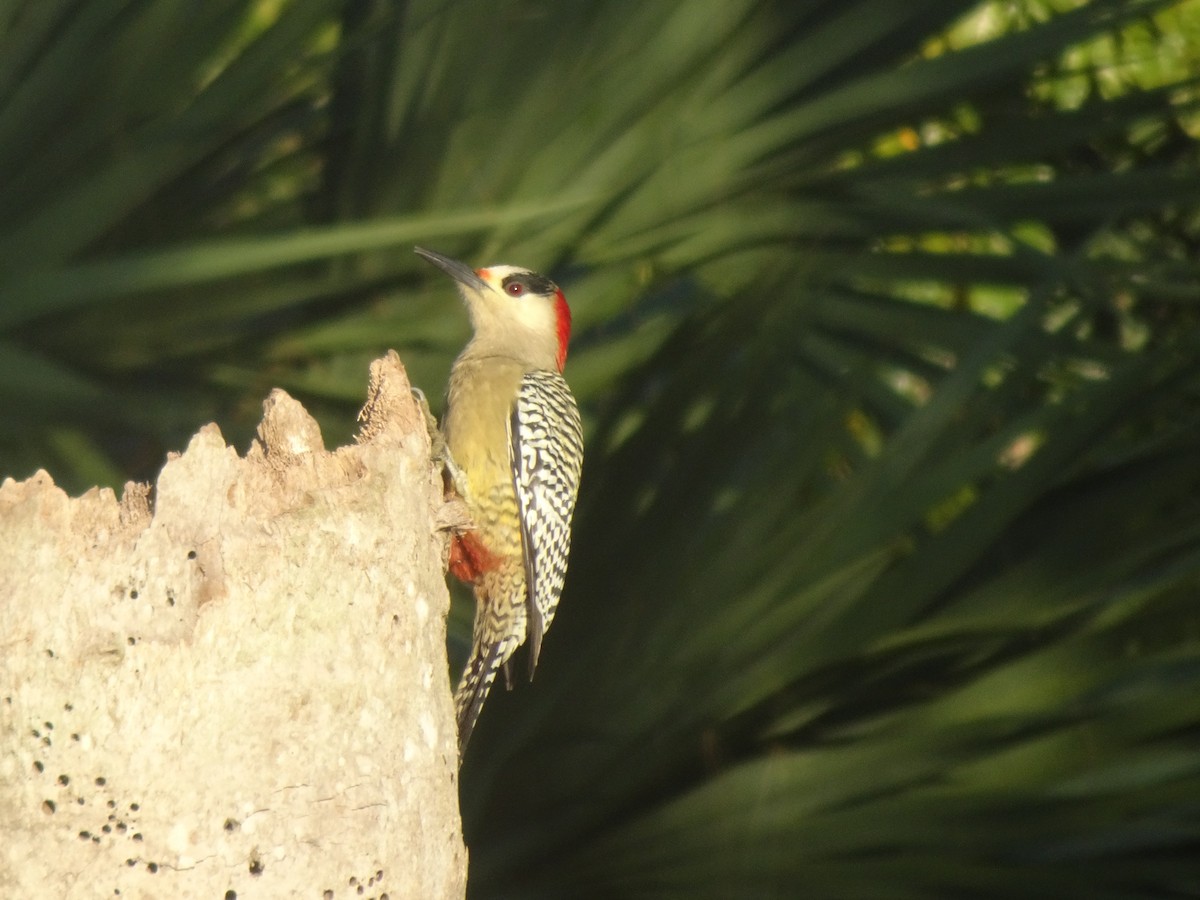 West Indian Woodpecker - ML531801981