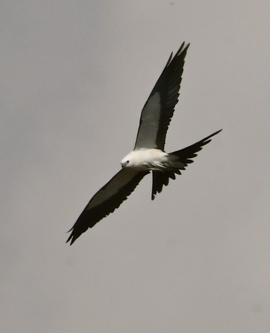 Swallow-tailed Kite - ML53180201