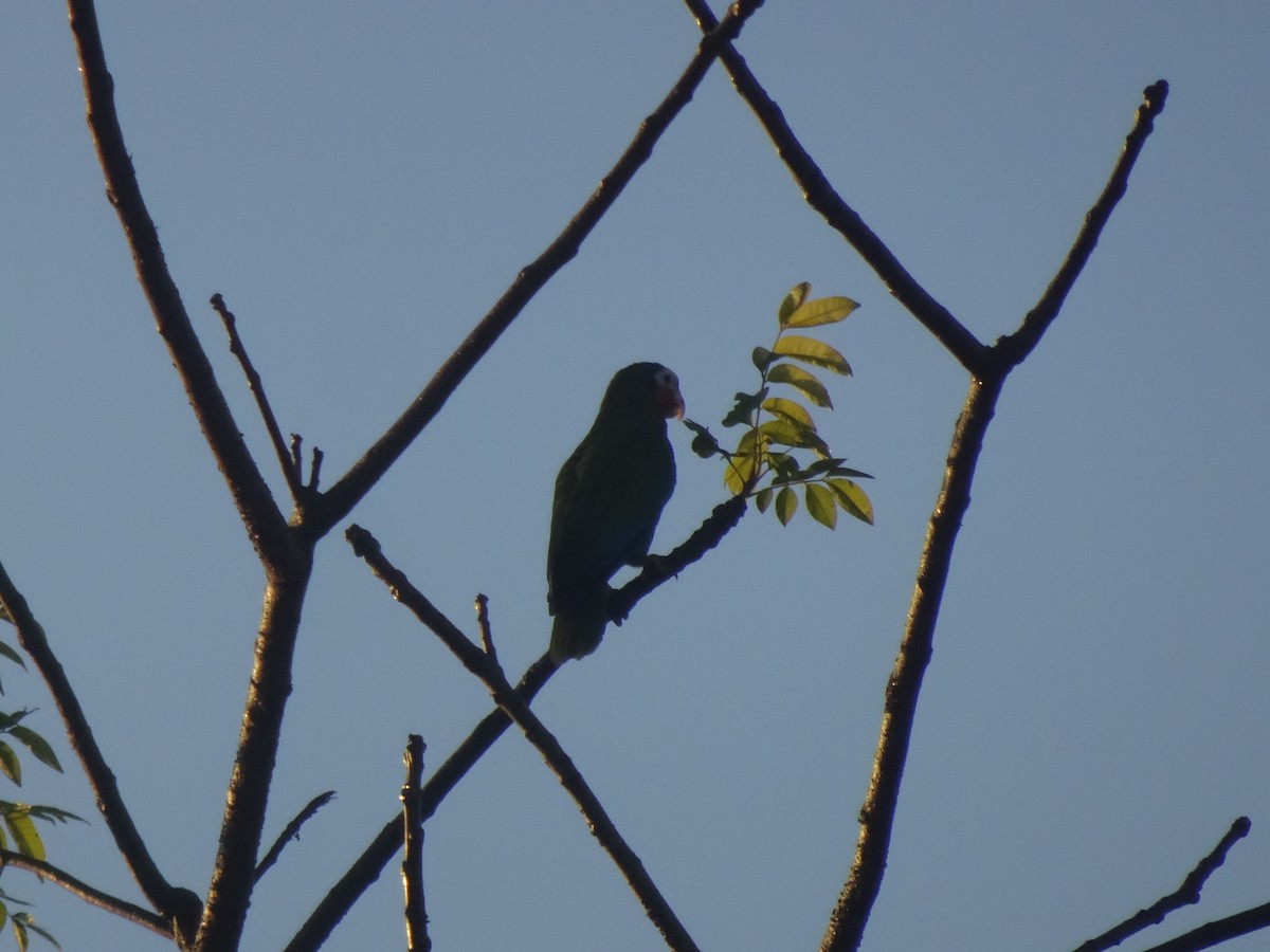 Cuban Parrot - ML531802181