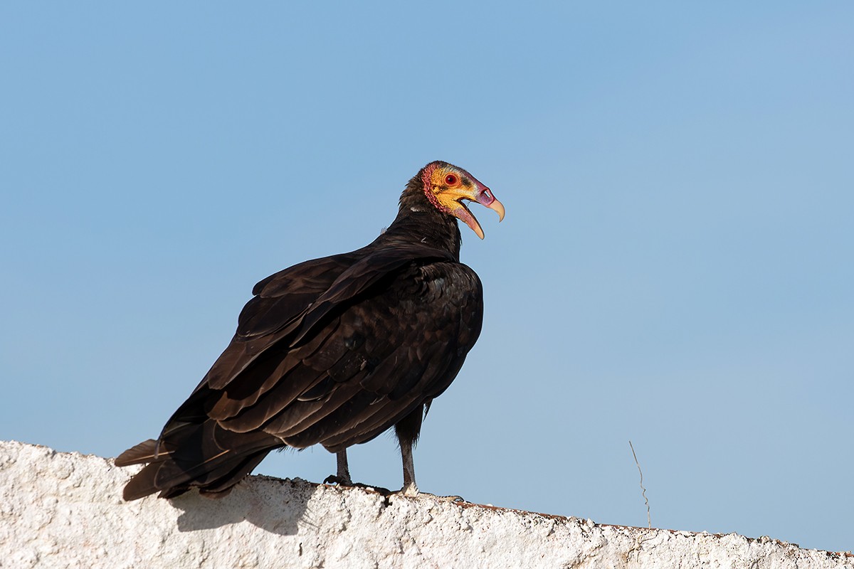 Lesser Yellow-headed Vulture - ML531802741