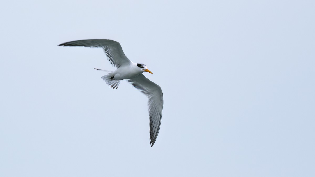 Lesser Crested Tern - ML531802941