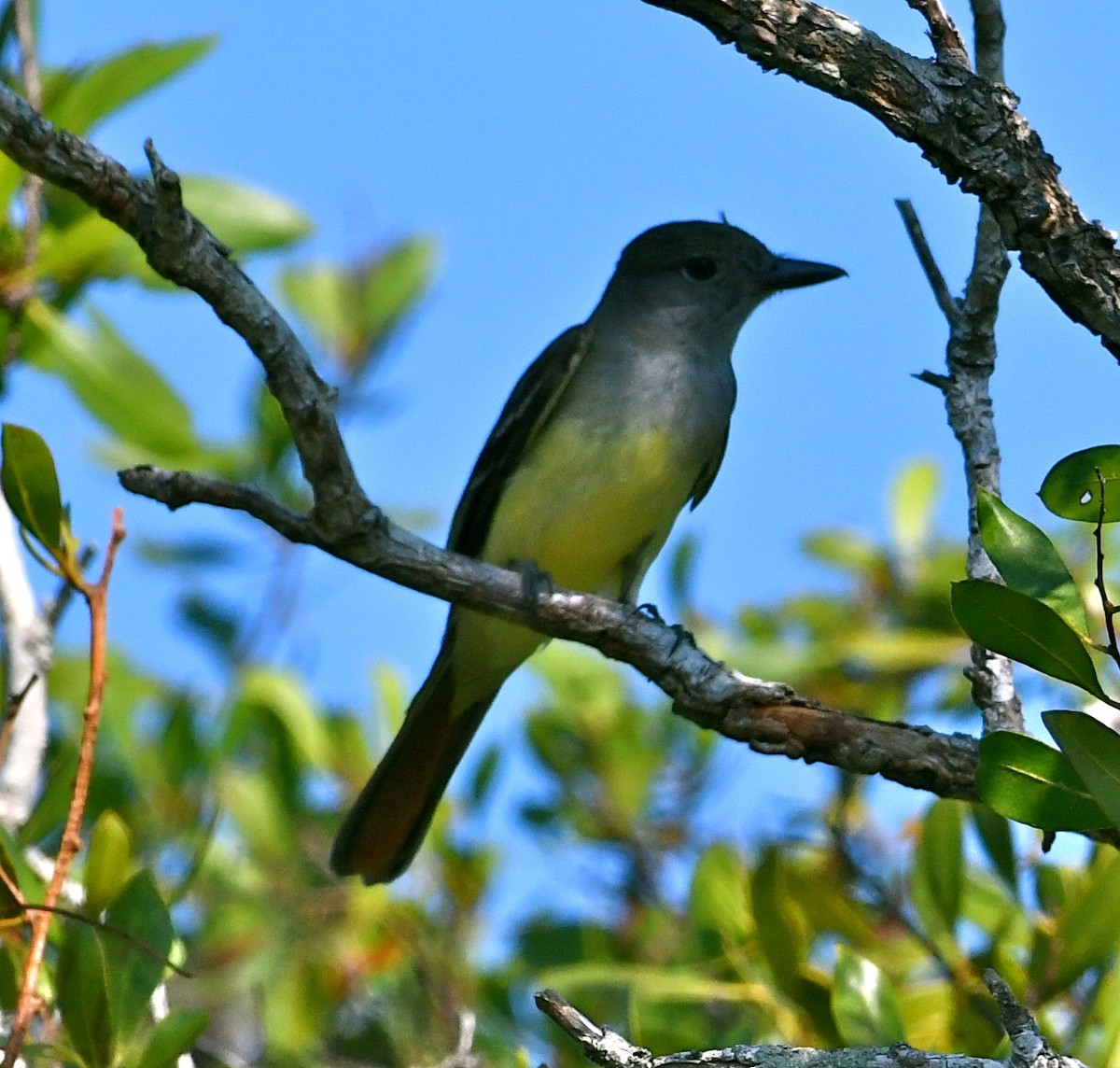 Great Crested Flycatcher - ML53180511