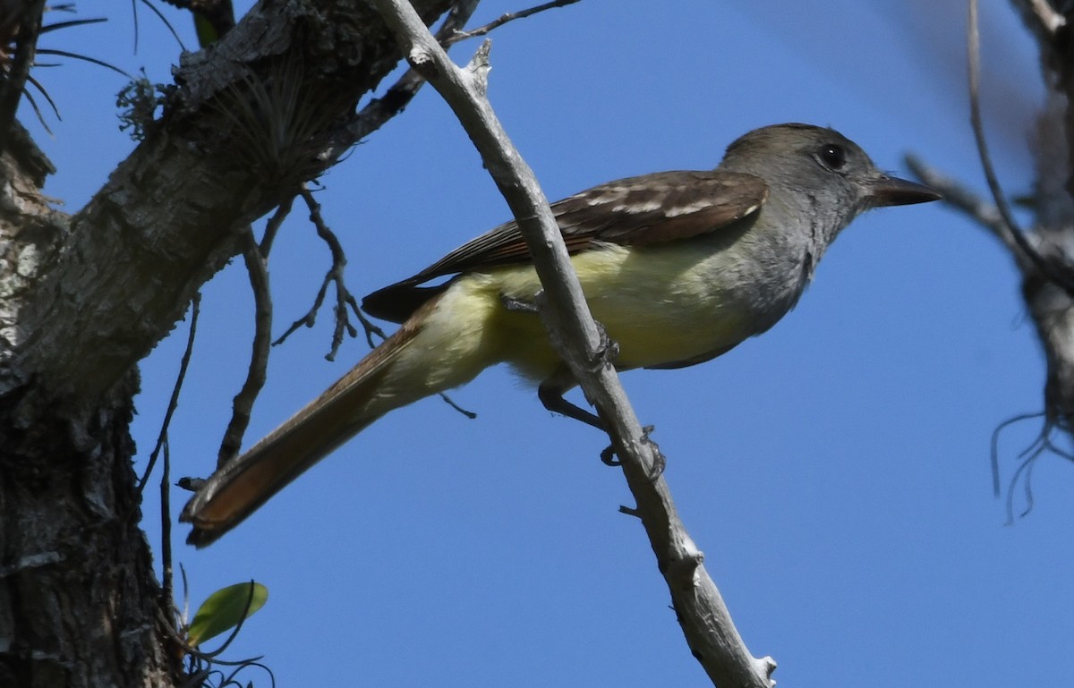 Great Crested Flycatcher - ML53180521