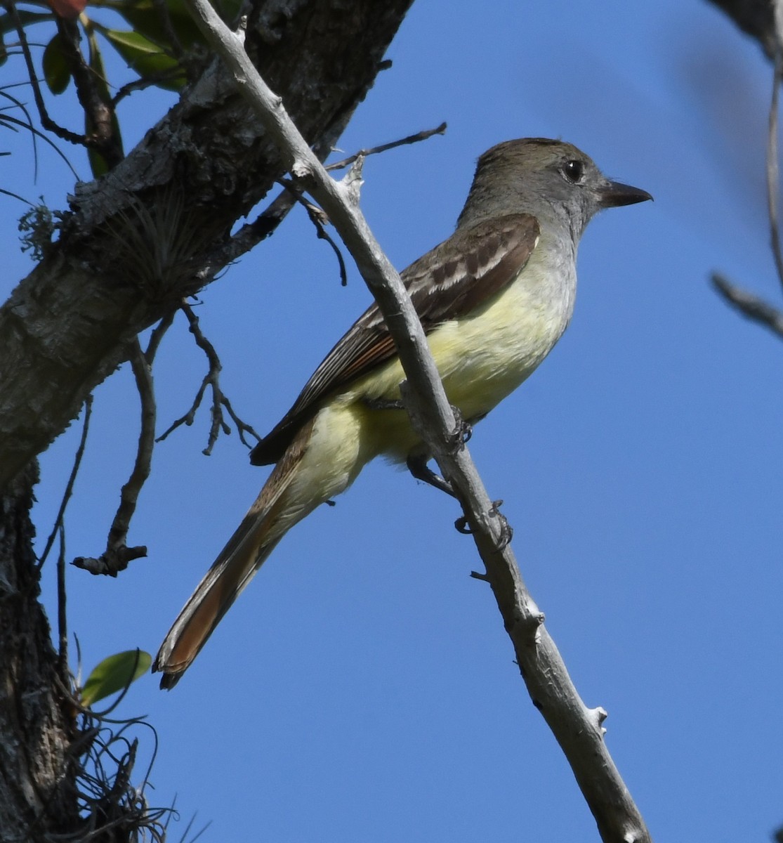 Great Crested Flycatcher - ML53180531