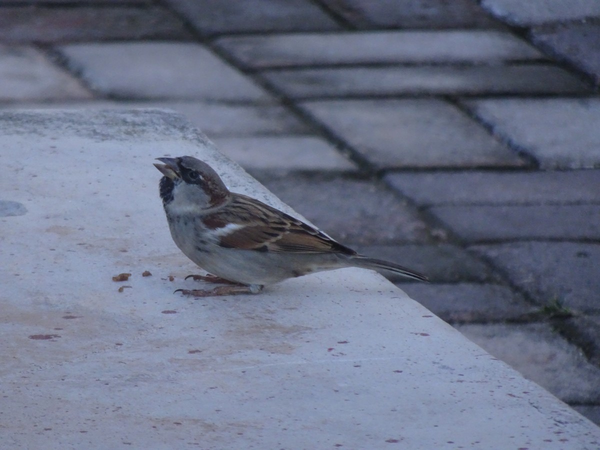 House Sparrow - ML531806421