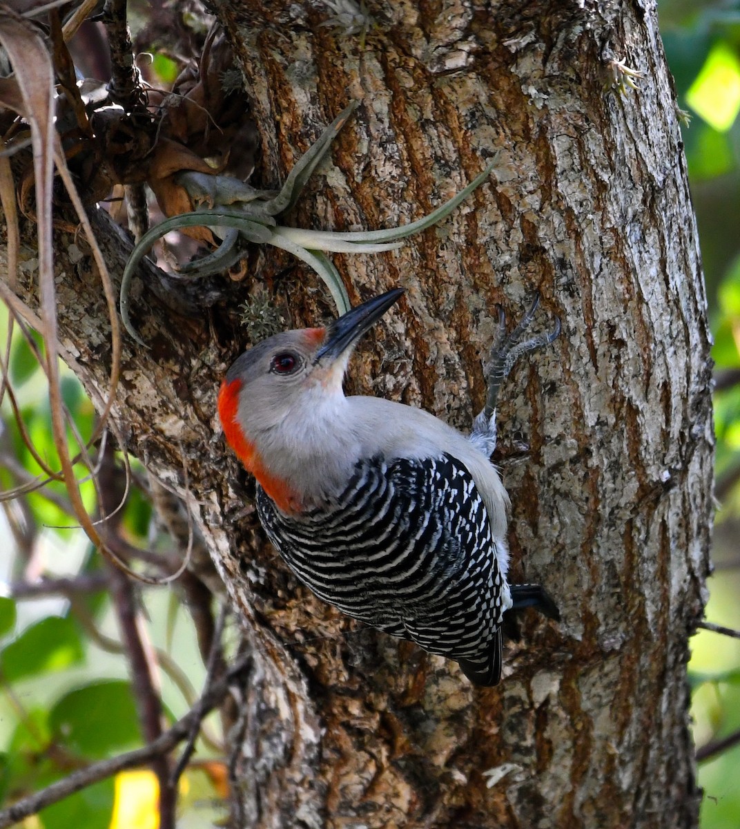 Red-bellied Woodpecker - ML53180661