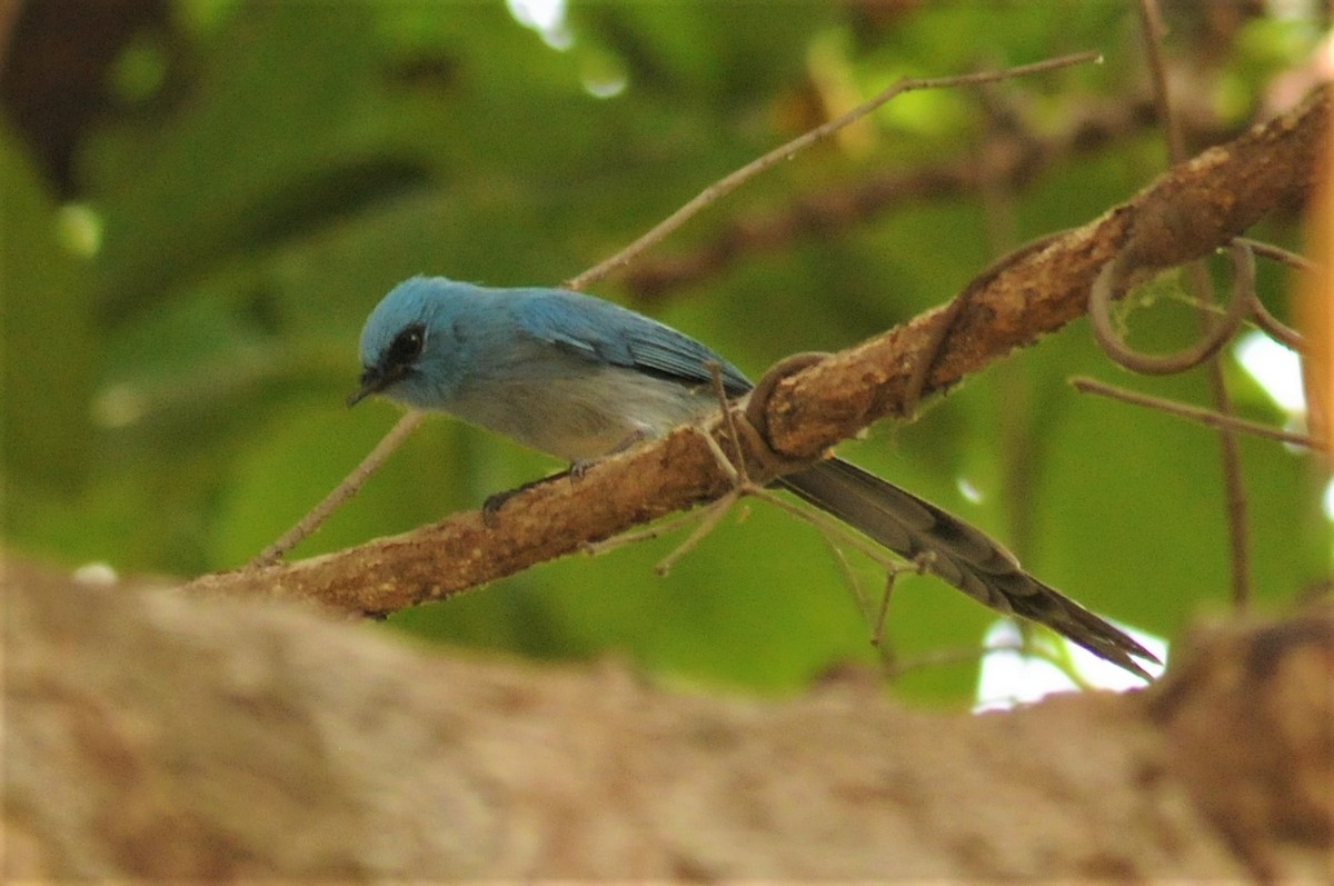 African Blue Flycatcher - ML53180711